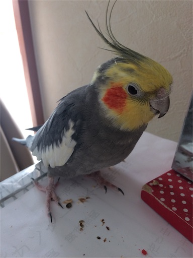 f:id:usako-k249:20180102143226j:image