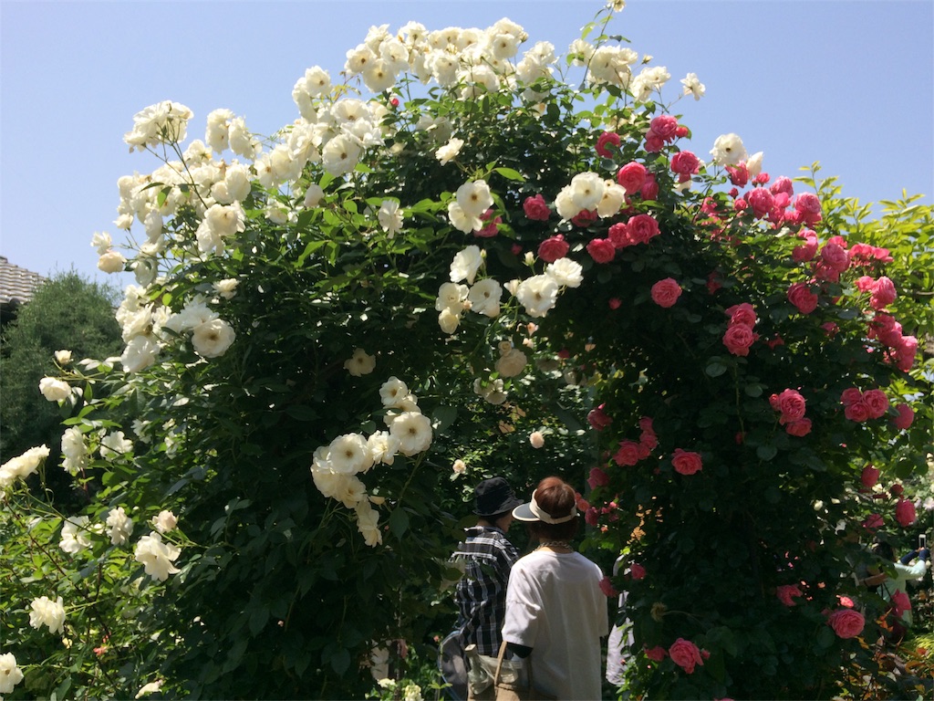 f:id:usako-k249:20180523132446j:image f:id:usako-k249:20180523132446j:image