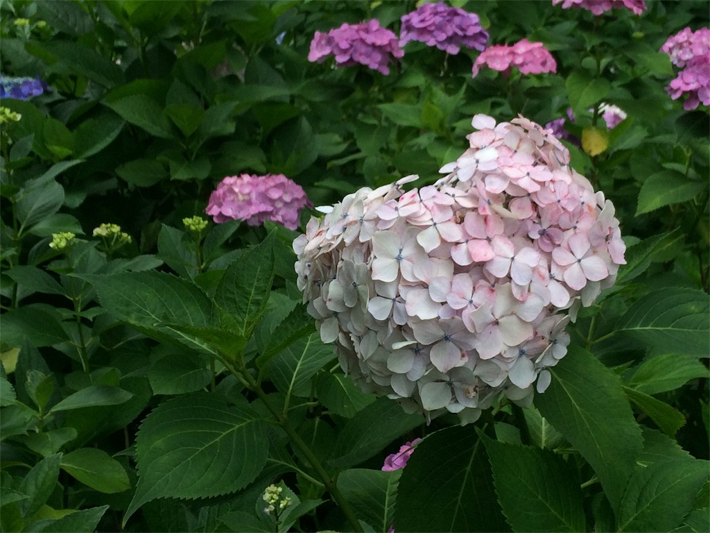 f:id:usako-k249:20180620095702j:image f:id:usako-k249:20180620095702j:image
