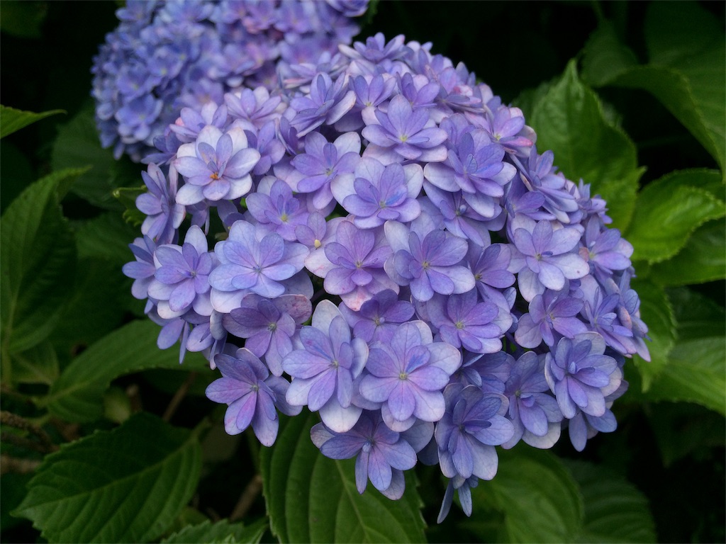 f:id:usako-k249:20180620095946j:image f:id:usako-k249:20180620095946j:image