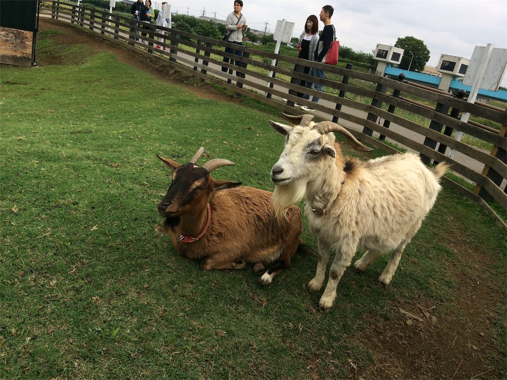 f:id:usako-k249:20180620100535j:image f:id:usako-k249:20180620100535j:image