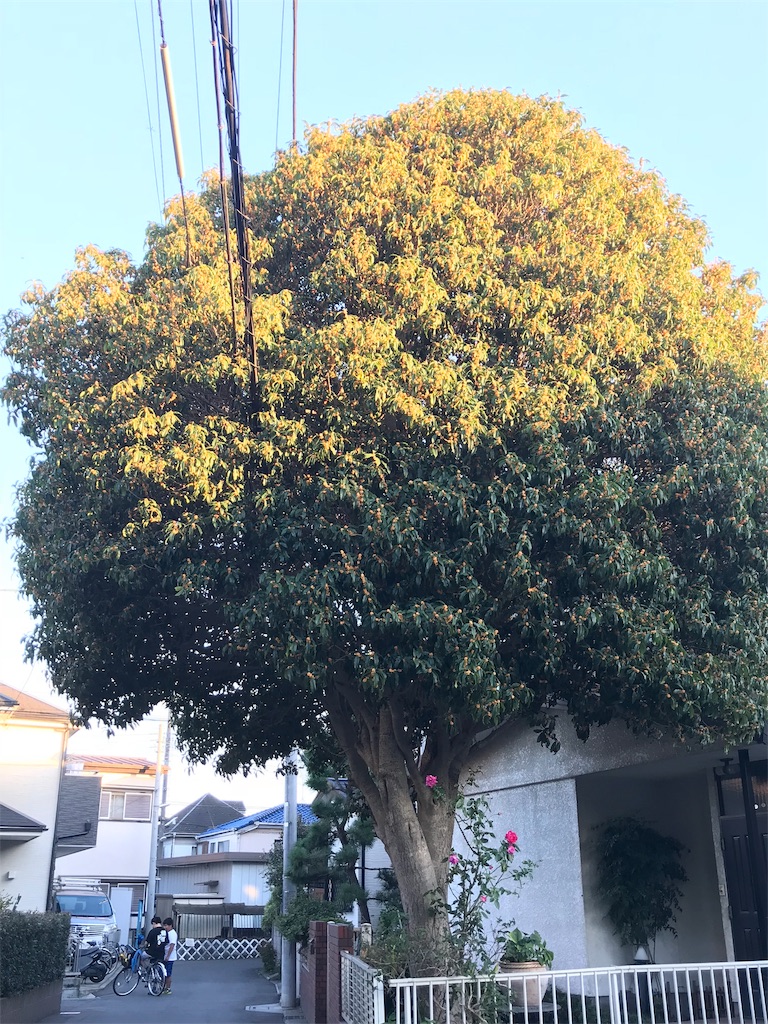 f:id:usako-k249:20181004091249j:image f:id:usako-k249:20181004091249j:image