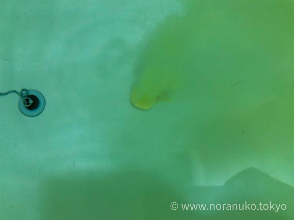 f:id:usakohiroshi242:20201213170257j:image