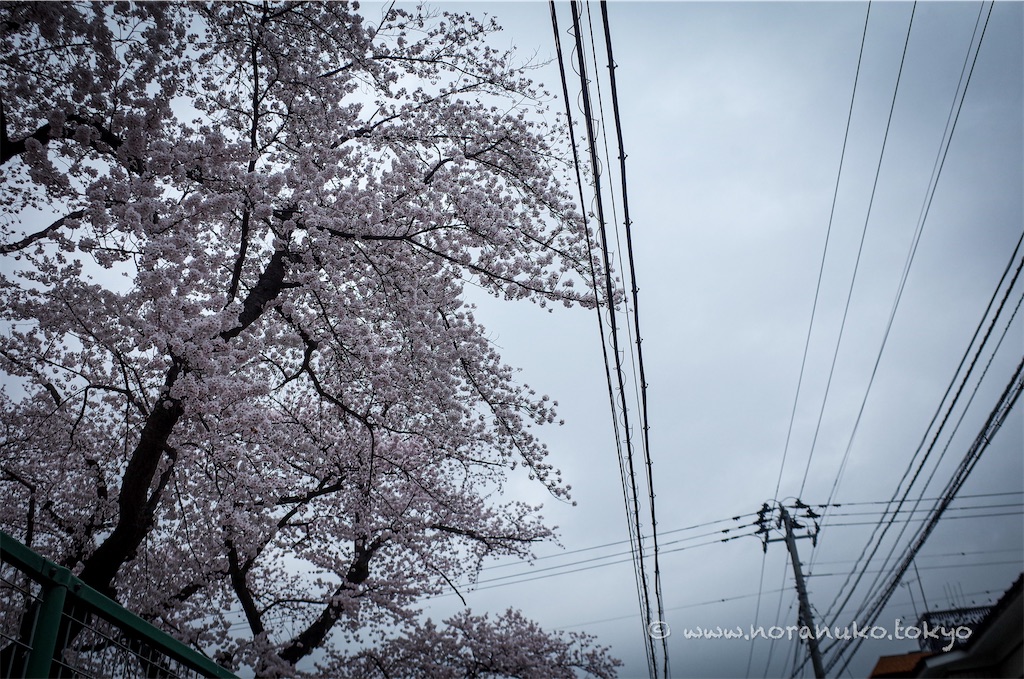 f:id:usakohiroshi242:20250412122657j:image