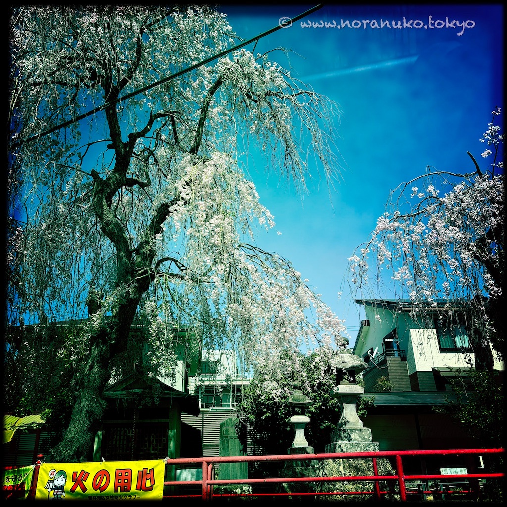 f:id:usakohiroshi242:20250422173251j:image