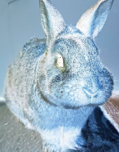 f:id:usapirika:20200319084430j:plain f:id:usapirika:20200319084430j:plain