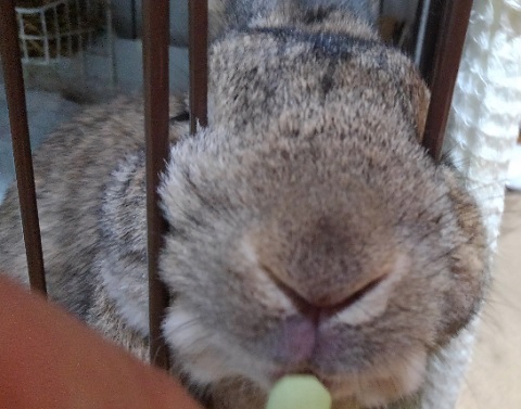 f:id:usapirika:20200408092425j:plain