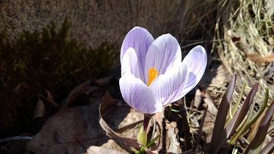f:id:usapirika:20200417092134j:plain f:id:usapirika:20200417092134j:plain