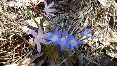 f:id:usapirika:20200417093341j:plain f:id:usapirika:20200417093341j:plain