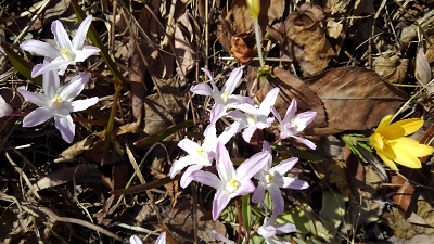 f:id:usapirika:20200417093726j:plain f:id:usapirika:20200417093726j:plain