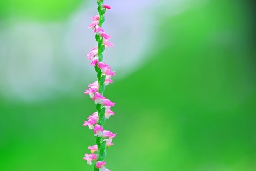 f:id:usapirika:20200418163128j:plain f:id:usapirika:20200418163128j:plain