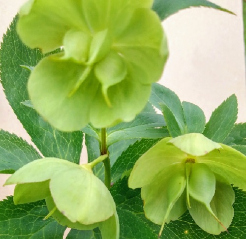 f:id:usapirika:20200419204823j:plain f:id:usapirika:20200419204823j:plain