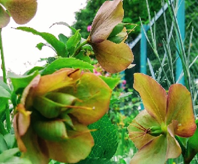 f:id:usapirika:20200419204938j:plain f:id:usapirika:20200419204938j:plain