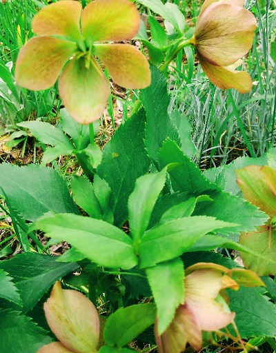 f:id:usapirika:20200419205044j:plain f:id:usapirika:20200419205044j:plain
