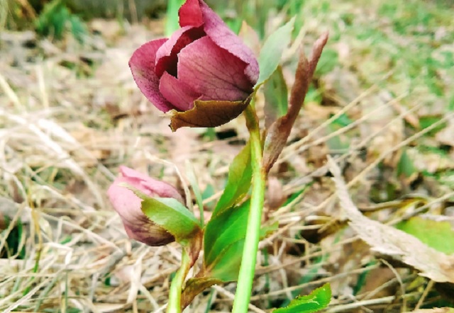 f:id:usapirika:20200420185521j:plain f:id:usapirika:20200420185521j:plain