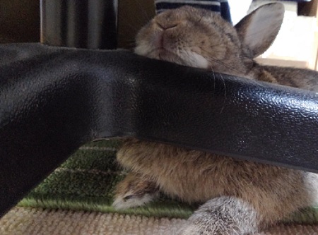 f:id:usapirika:20200516065924j:plain f:id:usapirika:20200516065924j:plain