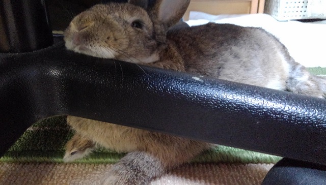 f:id:usapirika:20200516070637j:plain f:id:usapirika:20200516070637j:plain