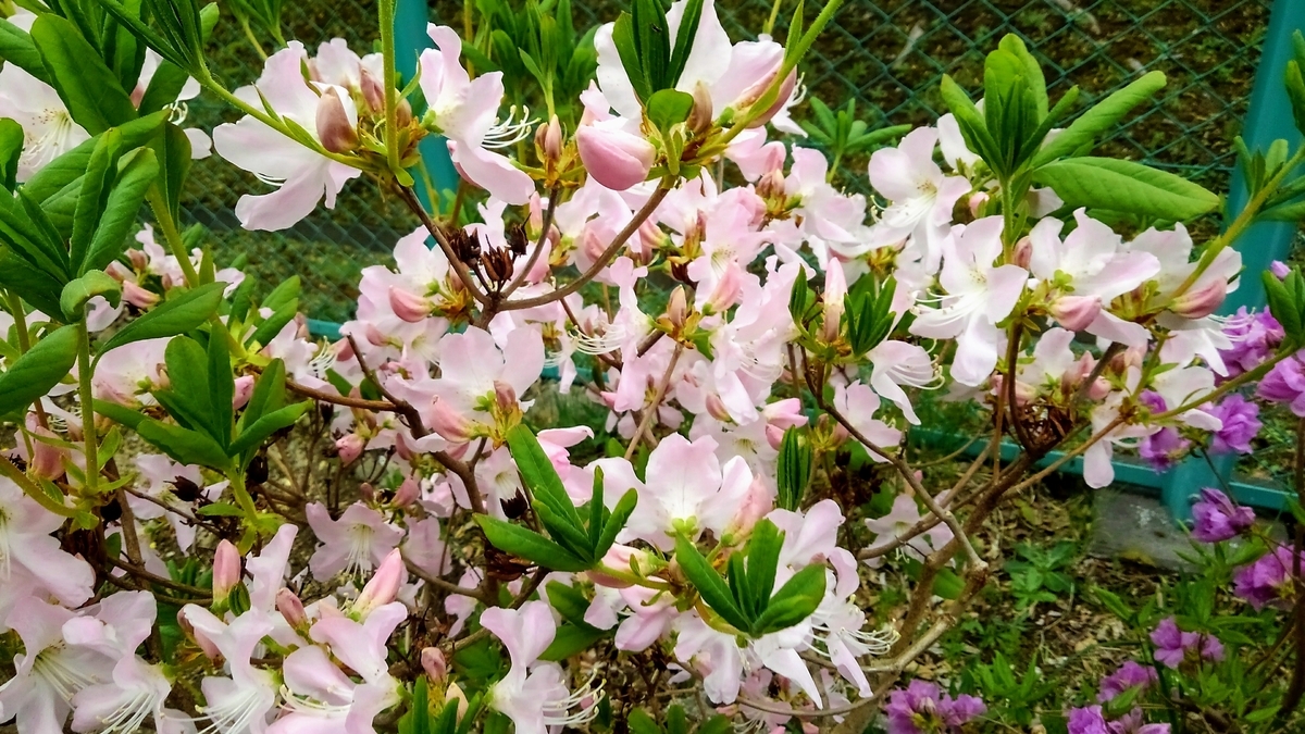f:id:usapirika:20200516195624j:plain f:id:usapirika:20200516195624j:plain