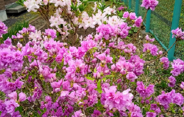 f:id:usapirika:20200516201800j:plain f:id:usapirika:20200516201800j:plain
