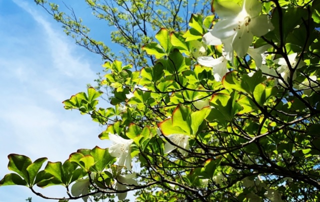 f:id:usapirika:20200517010320j:plain f:id:usapirika:20200517010320j:plain