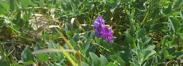 f:id:usapirika:20200524152839j:plain f:id:usapirika:20200524152839j:plain