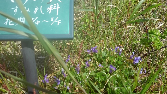 f:id:usapirika:20200524152923j:plain f:id:usapirika:20200524152923j:plain