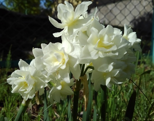 f:id:usapirika:20200528085655j:plain f:id:usapirika:20200528085655j:plain