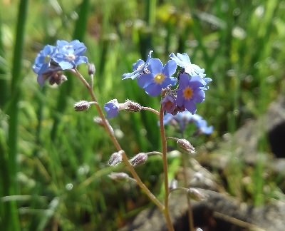 f:id:usapirika:20200528090135j:plain f:id:usapirika:20200528090135j:plain