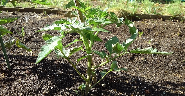 f:id:usapirika:20200529090728j:plain f:id:usapirika:20200529090728j:plain