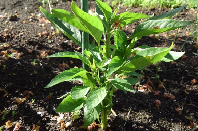 f:id:usapirika:20200530202654j:plain f:id:usapirika:20200530202654j:plain