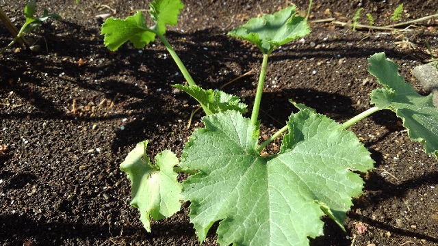 f:id:usapirika:20200530203050j:plain f:id:usapirika:20200530203050j:plain