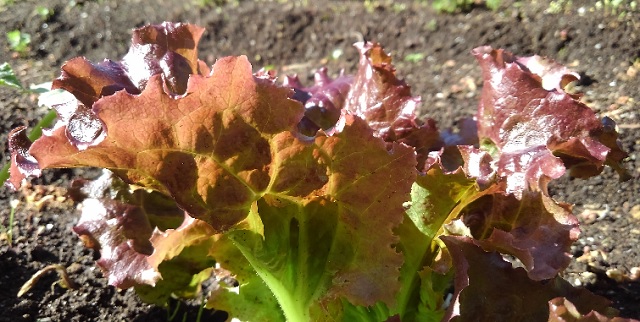 f:id:usapirika:20200530203413j:plain f:id:usapirika:20200530203413j:plain