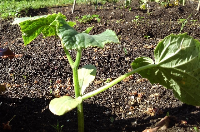 f:id:usapirika:20200530203522j:plain f:id:usapirika:20200530203522j:plain