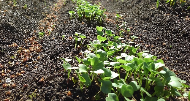 f:id:usapirika:20200530204354j:plain f:id:usapirika:20200530204354j:plain