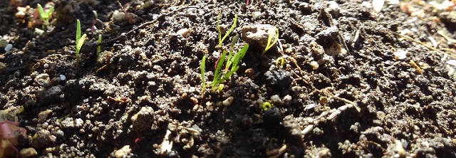 f:id:usapirika:20200530204800j:plain f:id:usapirika:20200530204800j:plain