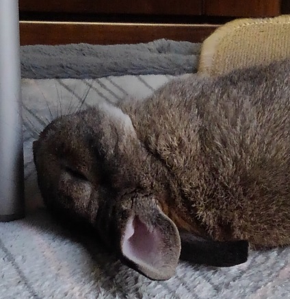 f:id:usapirika:20200530212204j:plain f:id:usapirika:20200530212204j:plain