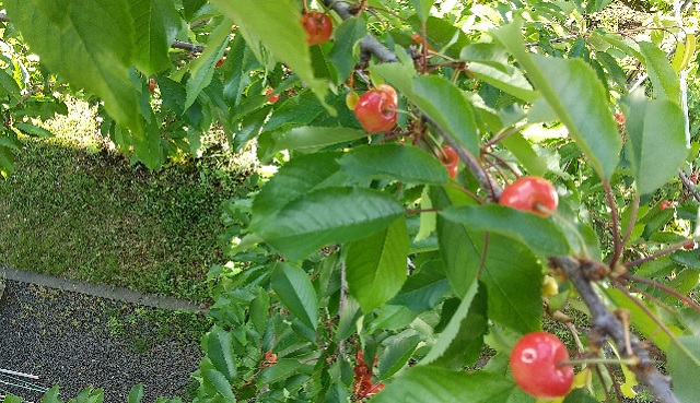 f:id:usapirika:20200620212639j:plain f:id:usapirika:20200620212639j:plain
