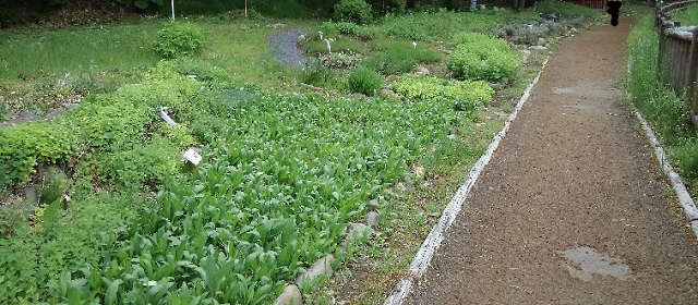 f:id:usapirika:20200620224041j:plain f:id:usapirika:20200620224041j:plain