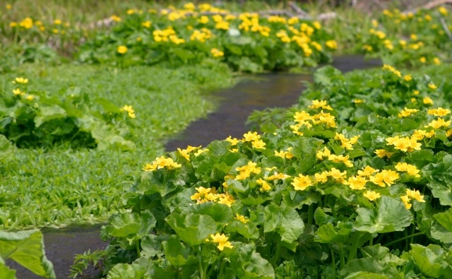 f:id:usapirika:20200621151517j:plain f:id:usapirika:20200621151517j:plain