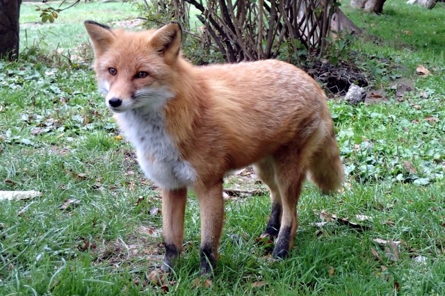 f:id:usapirika:20200621153531j:plain f:id:usapirika:20200621153531j:plain