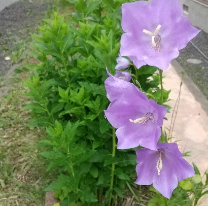 f:id:usapirika:20200622212744j:plain