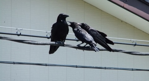 f:id:usapirika:20200711200428j:plain f:id:usapirika:20200711200428j:plain