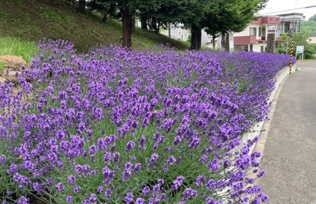 f:id:usapirika:20200717201326j:plain f:id:usapirika:20200717201326j:plain