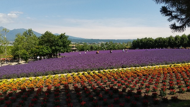 f:id:usapirika:20200718220647j:plain