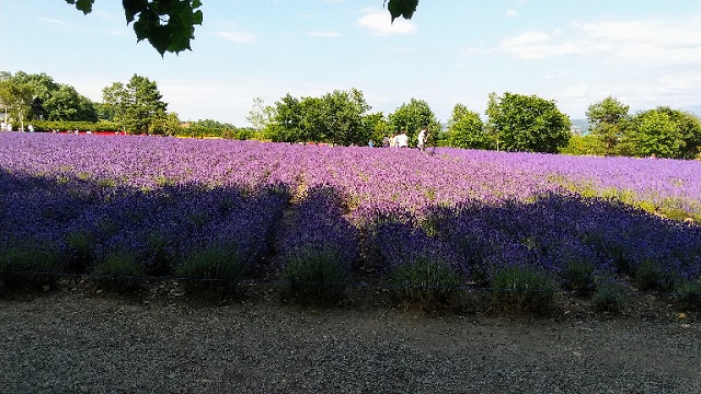 f:id:usapirika:20200718221915j:plain