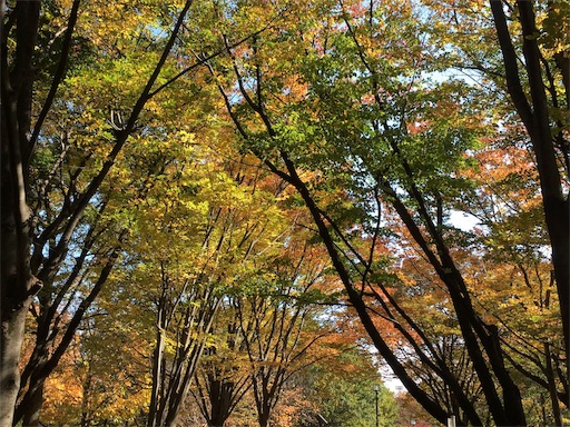 f:id:usasakumakuma:20171104220723j:image