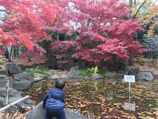 f:id:usasakumakuma:20171129030852j:image
