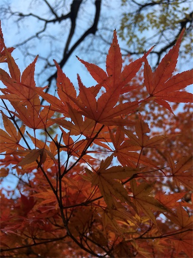 f:id:usasakumakuma:20171129031055j:image