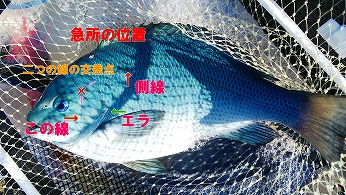魚の締め方 血抜きをわかりやすく解説 動画もあります うささん釣りしてますねん