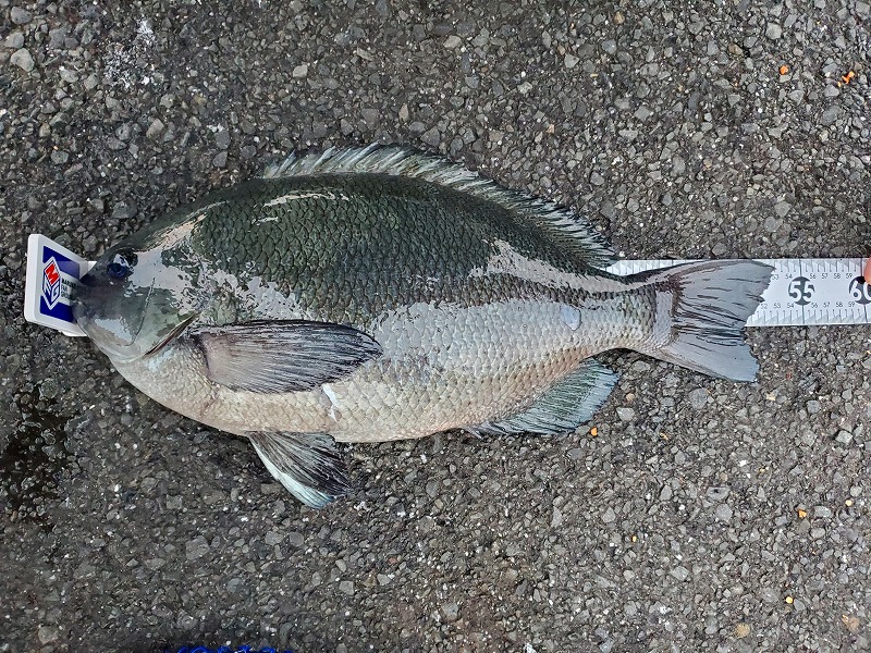 グレ釣り なんだ この魚影の濃さは これが高知のやり方かぁ 動画もあるよ うささん釣りしてますねん